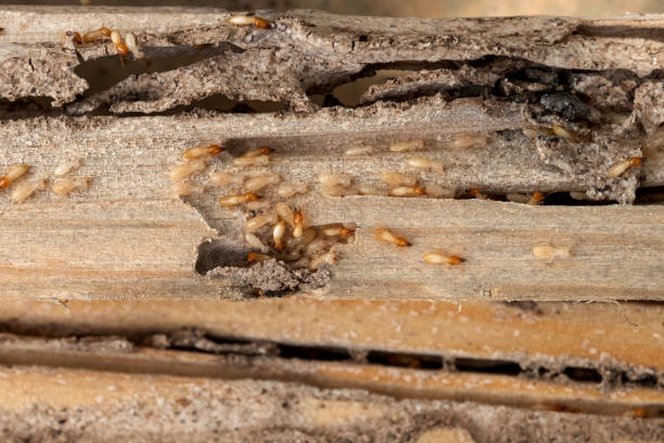 Best Affordable Pest Control Services  in Waterloo, NE